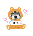 黒柴じゃんけんの日常（個別スタンプ：25）