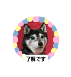 黒柴じゃんけんの日常（個別スタンプ：26）