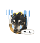 黒柴じゃんけんの日常（個別スタンプ：33）