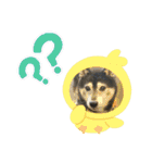 黒柴じゃんけんの日常（個別スタンプ：40）