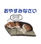 うちのワンコ（Our dog）（個別スタンプ：16）