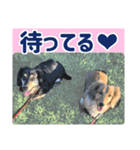 犬が喋る（個別スタンプ：1）