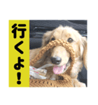 犬が喋る（個別スタンプ：4）