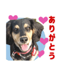 犬が喋る（個別スタンプ：6）