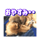 犬が喋る（個別スタンプ：7）