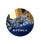 ほのぼのひよちゃん 2（個別スタンプ：1）