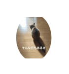 ほのぼのひよちゃん 2（個別スタンプ：3）
