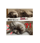 ほのぼのひよちゃん 2（個別スタンプ：7）