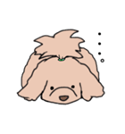 ドゥードゥル犬のソラとマメ（個別スタンプ：10）