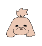ドゥードゥル犬のソラとマメ（個別スタンプ：35）