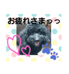 わんこの響輝くん③（個別スタンプ：1）