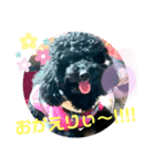 わんこの響輝くん③（個別スタンプ：4）
