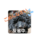 わんこの響輝くん③（個別スタンプ：5）