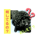 わんこの響輝くん③（個別スタンプ：6）