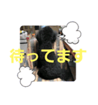 わんこの響輝くん③（個別スタンプ：7）