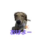 チョビくんスタンプ6（個別スタンプ：1）