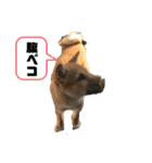 豆柴大ちゃんのスタンプ（個別スタンプ：6）