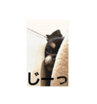 ヴィッツの日常会話（個別スタンプ：13）