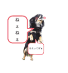 ヴィッツの日常会話（個別スタンプ：17）