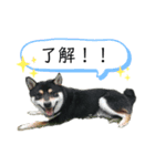 黒柴まさる（個別スタンプ：3）