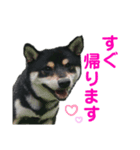 黒柴まさる（個別スタンプ：6）