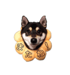黒柴まさる（個別スタンプ：7）