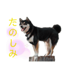 黒柴まさる（個別スタンプ：8）