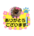 ポメラニアン姫ちゃん ⑧（個別スタンプ：1）