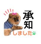 ポメラニアン姫ちゃん ⑧（個別スタンプ：4）