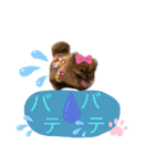 ポメラニアン姫ちゃん ⑧（個別スタンプ：7）