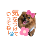 ポメラニアン姫ちゃん ⑧（個別スタンプ：11）