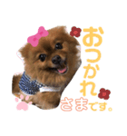 ポメラニアン姫ちゃん ⑧（個別スタンプ：12）