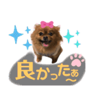 ポメラニアン姫ちゃん ⑧（個別スタンプ：14）
