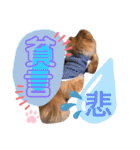 ポメラニアン姫ちゃん ⑧（個別スタンプ：20）