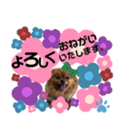 ポメラニアン姫ちゃん ⑧（個別スタンプ：21）