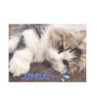 むぅ汰スタンプ（個別スタンプ：7）