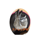 ほのぼのひよちゃん（個別スタンプ：2）