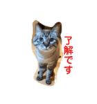 ほのぼのひよちゃん（個別スタンプ：4）