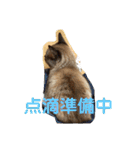 ほのぼのひよちゃん（個別スタンプ：5）