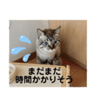 ほのぼのひよちゃん（個別スタンプ：7）