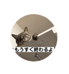 ほのぼのひよちゃん（個別スタンプ：11）