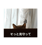ほのぼのひよちゃん（個別スタンプ：13）