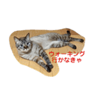 ほのぼのひよちゃん（個別スタンプ：14）