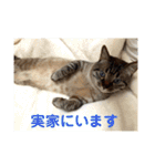 ほのぼのひよちゃん（個別スタンプ：15）