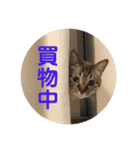 ほのぼのひよちゃん（個別スタンプ：16）