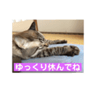 ほのぼのひよちゃん（個別スタンプ：20）