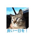 ほのぼのひよちゃん（個別スタンプ：22）