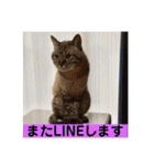 ほのぼのひよちゃん（個別スタンプ：31）