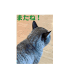 ほのぼのひよちゃん（個別スタンプ：33）