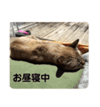 ほのぼのひよちゃん（個別スタンプ：34）